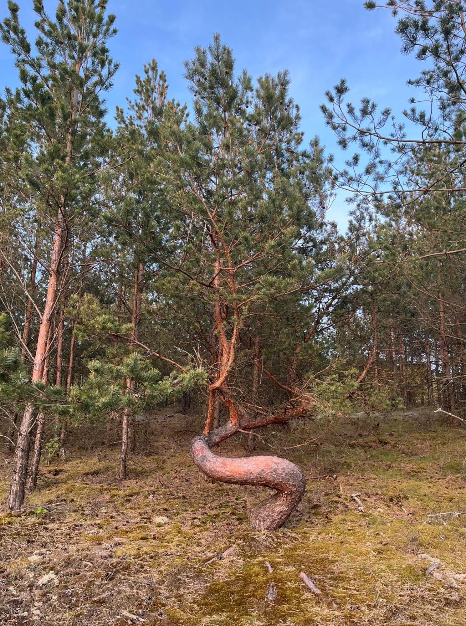 Vila May Juodkrantė Esterno foto